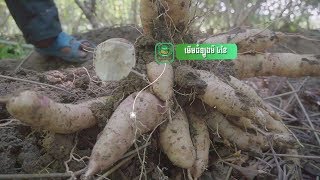 កសិករជោគជ័យ ដំឡូងមី Cassava Battambang