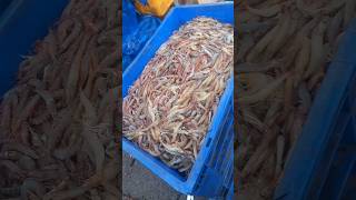 എന്റമ്മോ, ഇത്രക്കും ചെമ്മീനോ 😋#prawns #hashesvlog #fishingvideo #boating #fishharvesting #harber