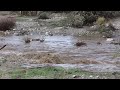 Santa Clara River flows after heavy rains pour over Santa Clarita