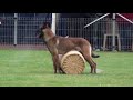 coupe du monde de chiens de travail en mondioring à grande synthe 2012 clip 01