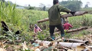 Take the thorny bamboo plant