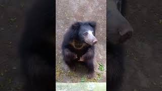 Sri Lankan sloth bear