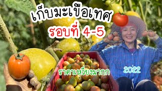 EP:30🌿เก็บมะเขือเทศ🍅รอบ 4-5 ราคาลงฉุดไม่อยู่แย้วว#ปลูกมะเขือเทศ #ปลูกและทำสวนมะเขือเทศ🍅