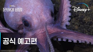 문어의 비밀 | 공식 예고편 | 디즈니+