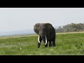 A bull Elephant in Amboseli National Park