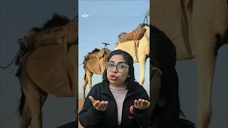 🔴Do Camels Store Water in Their Humps? – Myth or Fact? By Deepali Mam #shortsfeed #ytshorts #shorts