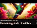 Hummingbird's Heart Rate #funfacts