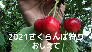 2021🍒狩り狩りツアー/おしえて(オカリナ演奏)