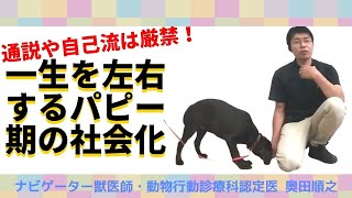 子犬の社会化について学ぼう