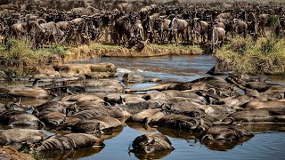 Dangerous muddy river through the turmoil of wildlife gathering