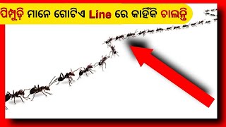 🤔🤔 ପିମ୍ପୁଡ଼ି ମାନେ କାହିଁକି ଗୋଟିଏ line ରେ ଚାଲନ୍ତି।Facts in Odia। Odia Facts।#shorts #odia #odiafacts