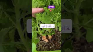 무심하게 키운 리갈제라늄#Shorts #gardening #정원 #반려식물 #취미 #꽃 #리갈제라늄#콴탁퍼펙션#정원