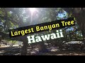 Largest Banyan Tree in Hawaii Garden Tour ( Lahaina Banyan Court Park ) Maui