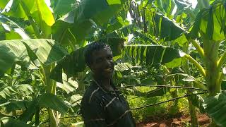 பூமர் தாத்தா #agriculture #trending #viralvideo