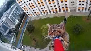 Watch How This Cat Was Rescued from Ledge of 12-Story Building