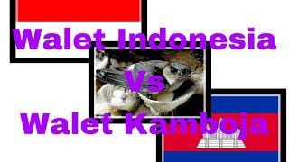 PERBANDINGAN KUALITAS WALET INDONESIA VS WALET KAMBOJA