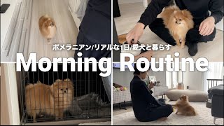 子犬ポメラニアンのリアルなモーニングルーティン【vlog】