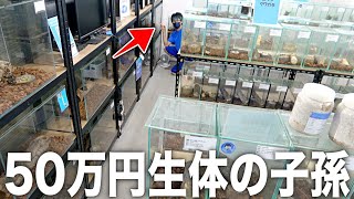 店舗クワカブの部屋がこの１ヶ月で変わりすぎました