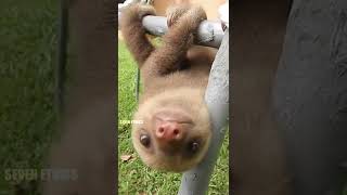 உலகின் NO 1 சோம்பேறியான உயிரினத்துக்கு இவ்வளவு ஆபத்துகளா ? | Why do sloths move so slowly ?