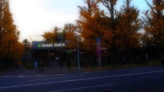 明治神宮外苑　銀杏並木　紅葉も盛りを過ぎる　ＳＨＡＫＥ　ＳＨＡＣＫ　２０１５．１２．７　Meiji Jingu Gaien Ichou Namiki