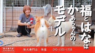 【柴犬専門店　柴屋】柴犬　福とはなちゃんは、かぁちゃんのモデル　山口県山口市大内