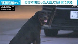 行方不明だった大型犬3頭　家に戻る　千葉(2024年9月13日)