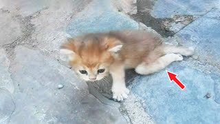 A kitten born with a disability, trying to crawl towards people, crying like a baby