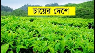 মৌলভীবাজারে চায়ের নতুন মাইল ফলক। MULVIBAZAR TEA। দেশ টিভি