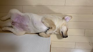 【子犬】ラブラドールの朝 labrador