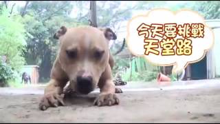 天使與魔鬼 兇猛比特犬變媽寶