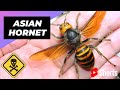 Aziatische reuzenhorzel 🐝 Een van de gevaarlijkste insecten ter wereld #shorts #asianhornet #insect