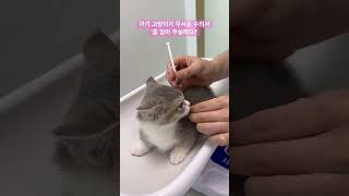 주사를 처음 맞는 아기 고양이'후추'의 반응은? #아기고양이#후추#먼치킨 #먼치킨고양이 #고양이주사#수의사