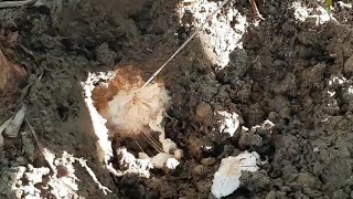 Deshije de plátano #campo #agricultores #viralvideos