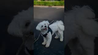 Lucas - Video edit of a family Maltese pet dog.