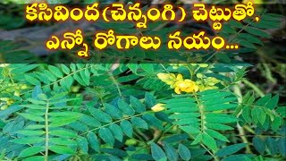 కసివింద Kasivinda Mokka | Kasivinda plant upayogalu | kasivinda plant health benefits in telugu