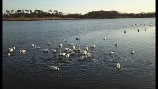 弁天島周辺７０羽　20170128 館林市多々良沼のハクチョウ