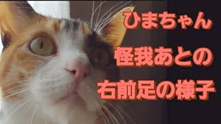 【ひまちゃん】怪我後の右前足の様子【保護猫】