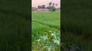 Onion🧅 Farm, Jaffna | Evening Scene #Jaffna #shorts #short