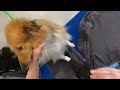 sheltie full groom dog grooming