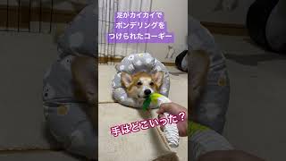 ポンデリングなエリカラを着けたら、手がなくなったコーギー #corgi #コーギー