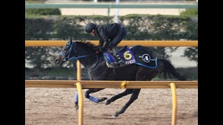 引退したコパノキッキング　滋賀県の吉澤ステーブルで乗馬になる予定