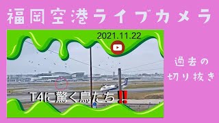 【切り抜き】福岡空港 T4の爆音に驚く鳥たち 2021.11.22 ライブカメラ