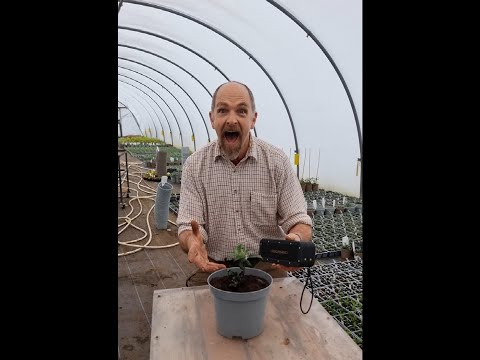 Do flowers grow faster listening to music?