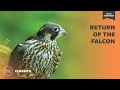 Return of the Falcon | Mutual of Omaha's Wild Kingdom