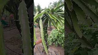 dragon fruit #rajkot #farming #gondal #agriculture #gujarat #nature #rain