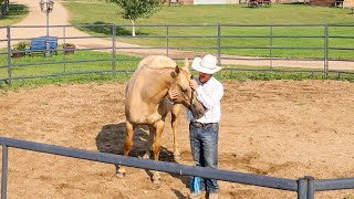 Getting Your Horse to Connect Mentally