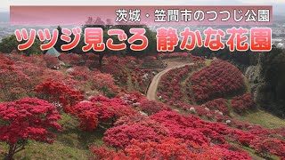 ツツジ見ごろ　静かな花園　茨城・笠間市のつつじ公園