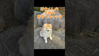 み太くんの今日のおやつキャッチvol.49 #秋田犬 #shorts #もふもふ