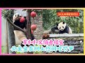 2024.11.04🍎福宝푸바오（3）🍎草和和又偷看福宝啦🫣🫣！🍎福宝坐在树杈上悠闲的吃竹笋！🍎#fubao #판다 #푸바오 #大熊猫福宝 #panda