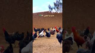 #chicken #farm #morocco #المغرب #اكسبلور #الطبيعة #دجاج